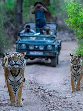 Corbett Life Jim Corbett, Uttarakhand